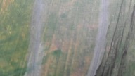Zakochany wilkołak
