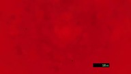 ENA: Dream BBQ - Purge Event Speedrun in 7:15. 51