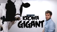 KROWA GIGANT | Poszukiwacz #373