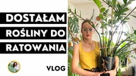 Roślinne aktualizacje Plant Tour Październik - nowa rośliny domowe do ratowania!