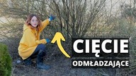 ZASADY cięcia odmładzającego krzewów.  Przycinanie ODMŁADZAJĄCE krzewów w ogrodzie