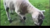 Śmieszne wpadki i wypadki 2012