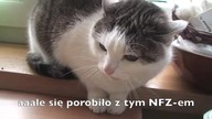 kocica Alergia.  Przesłanie dla ministra.