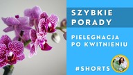#Shorts Pielęgnacja storczyka po kwitnieniu