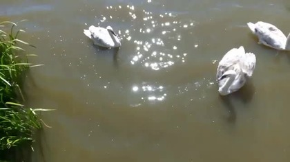 Kaczki i łabędzie nad zalewem w Kamiennej Górze (16.05.24 r.)