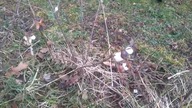 #64 Śnieguliczka na żywopłot, przycinanie