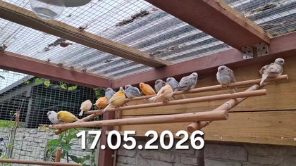 Kanarki w wolierze * Garden kuRaż 17. 05. 2026