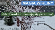 Magia Wikliny: Jak drzewka zmieniają się przez rok!