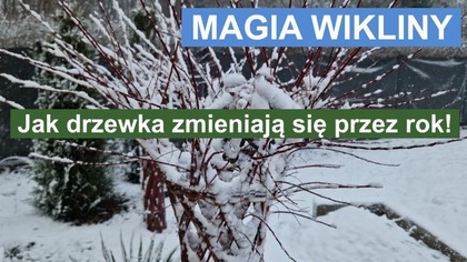 Magia Wikliny: Jak drzewka zmieniają się przez rok! 