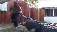 Największy na świecie aligator