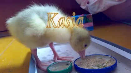 Kasia: Sweet Baby Goose