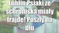 Lublin: Psiaki
