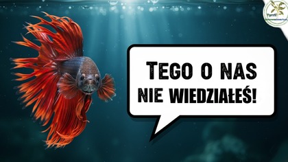 Ciekawy Wykład o Bojownikach  Historia i Pielęgnacja Betta splendens