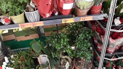 Ni ma bananów  Gdzie nazwy roślin na doniczkach ja się pytam? 