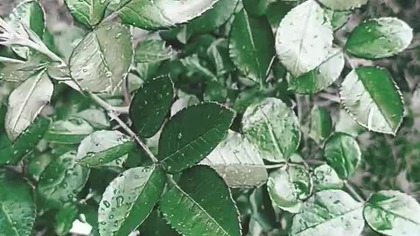 Działkowanie SK, czyli sadzimy różę i pielimy grządki- truskawki i ogórki.  Sobotnie prace w ogrodzie