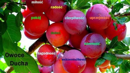 cz 1 D STROMONT SMITH WIGGLESWORTH CZLOWIEK