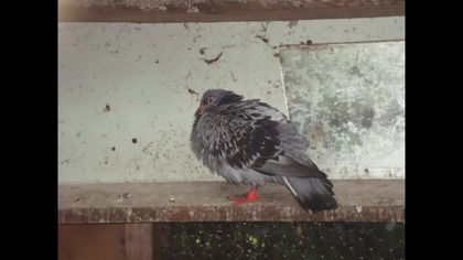 Gołebie kol.  Leszka Ziemianka - Kamienna Gora, 2008 r.