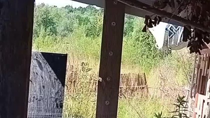 Sezon lęgowy w ptaszarni pełną parą #egzotyka #pigeon #hodowlagolebi #HDGP #michalfus