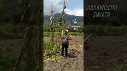 NAJWIĘKSZA KUKURYDZA NA ŚWIECIE