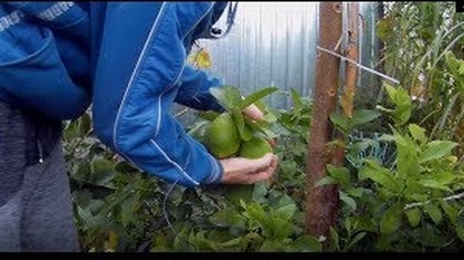 Odc-802-Kiedy chować cytrusy- skierniewicka,pomarańcza,mayera,jak podrosły,zimowanie itp itd..