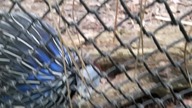 Returning to the Vulturine Guineafowl enclosure (Acryllium vulturinum)