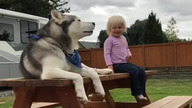 Husky naśladuje krzyczącą dziewczynkę