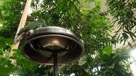 Fruit-Dove feeding so close to me 
