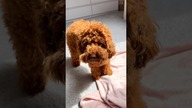 Groomer day #poodle #dog