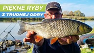 353 PIĘKNE RYBY Z TRUDNEJ ODRY