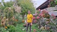 Garden kuRaż * przesiedlenie rabaty * przesadzanie hortensji, clematisów i jeżówek