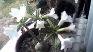 Pustynna róża (Adenium Obesum) zakwitła :)