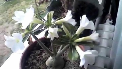 Pustynna róża (Adenium Obesum) zakwitła :)