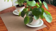 Pieniążek często choruje #kwiatydoniczkowe#roślinydoniczkowe#roślinydomowe#pileapeperomioides