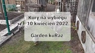 Kogut Amrock i kury Oravka na wybiegu