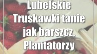 Lubelskie: Truskawki tanie jak barszcz.  Plantatorzy załamują ręce