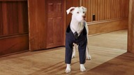 Pup academy 1/8 pl
