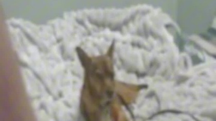 MIŚKA MIŁOŚCI #dawidjasper #jasper #funny