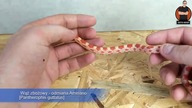 KARMIENIE WĘŻA ZBOŻOWEGO MYSZKĄ  [Pantherophis guttatus] #3mininfo