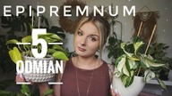 Epipremnum - 5 odmian które mam w kolekcji
