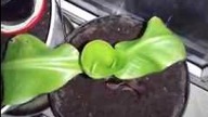 Test video Samsung galaxy trend GT-S7560 rośliny bananowce