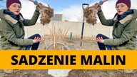 Jak sadzić MALINY w ogrodzie ?