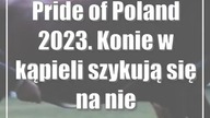 Pride of Poland 2023.  Konie w kąpieli szykują się na niedzielną aukcję