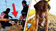 WYCZERPANA SUCZKA PŁYWAŁA 200 KM OD BRZEGU, wtedy ZDARZYŁ SIĘ CUD!