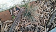 #65 Cięcie moich traw ozdobnych