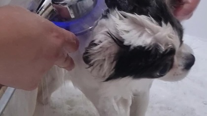 Chihuahua Luna Day 181