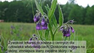 Oto dlaczego warto mieć ŻYWOKOST LEKARSKI w domowej apteczce!