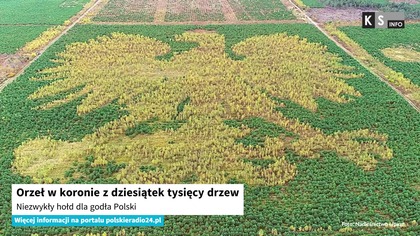 Orzeł w koronie z dziesiątek tysięcy drzew.  Niezwykły hołd dla godła Polski [KS Info]