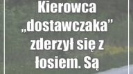 Kierowca dostawczaka zderzył się z łosiem.  Są utrudnienia w ruchu