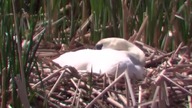 Mute Swan tribute