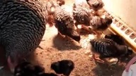 Teraz kurczaki i kwoka Oravka, a później potrawka